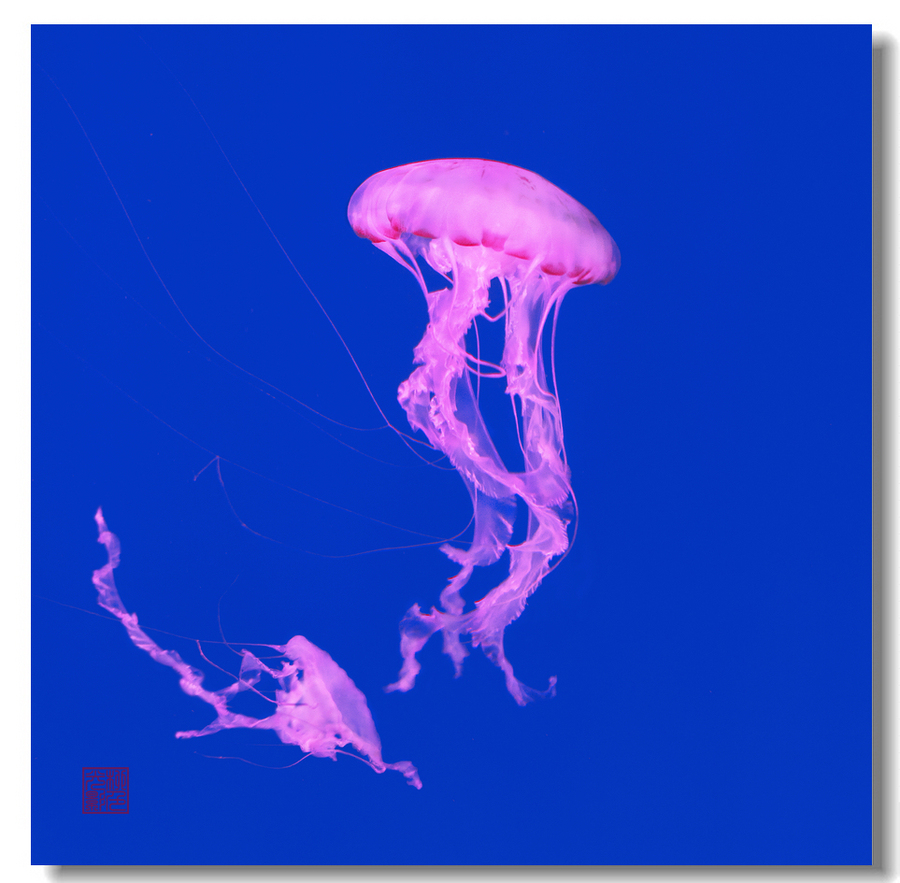 【紫纹海刺水母摄影图片】武汉东湖海洋世界纪