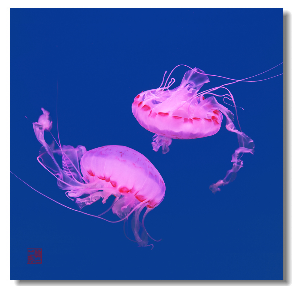 紫纹海刺水母
