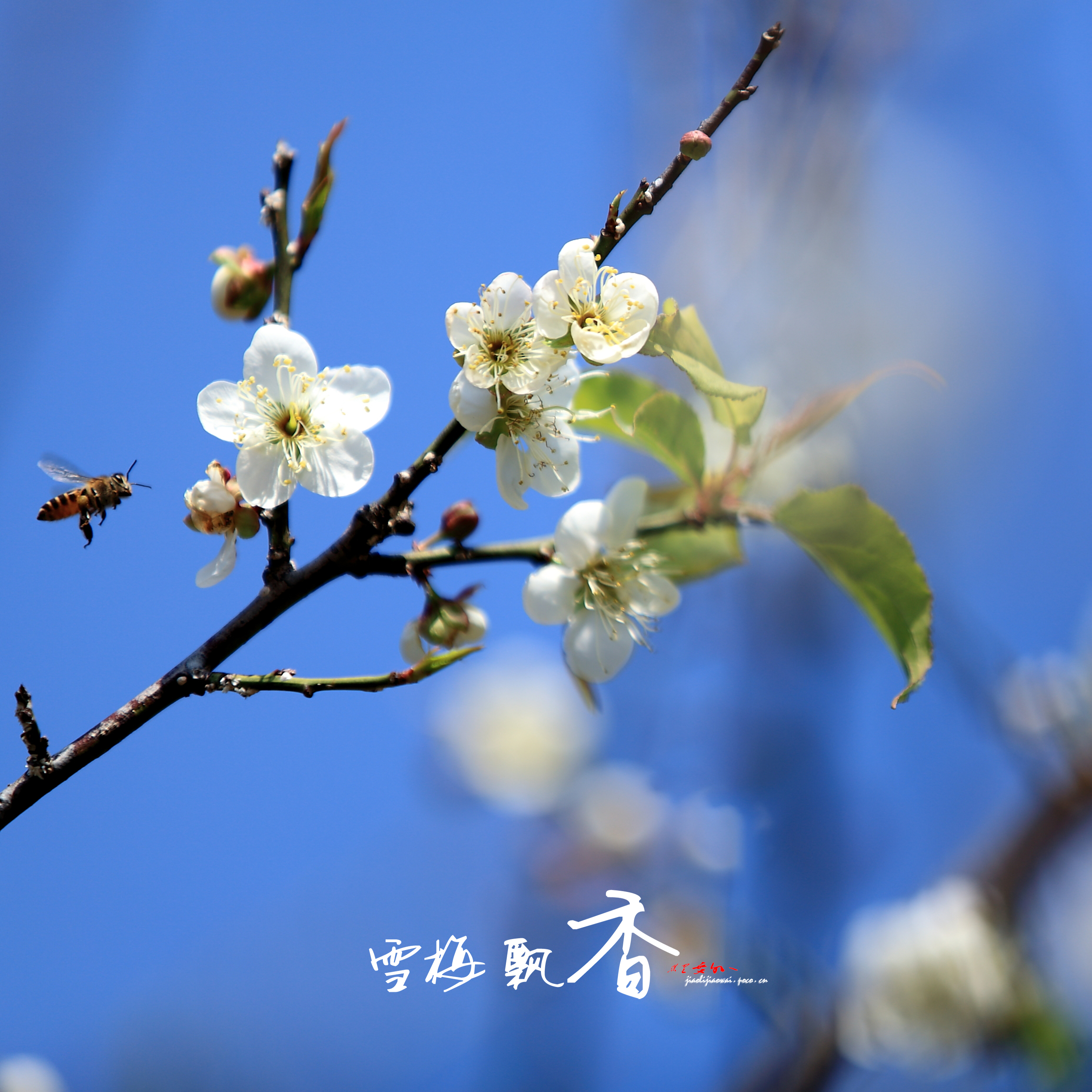 雪梅飘香