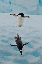 企鹅跳水