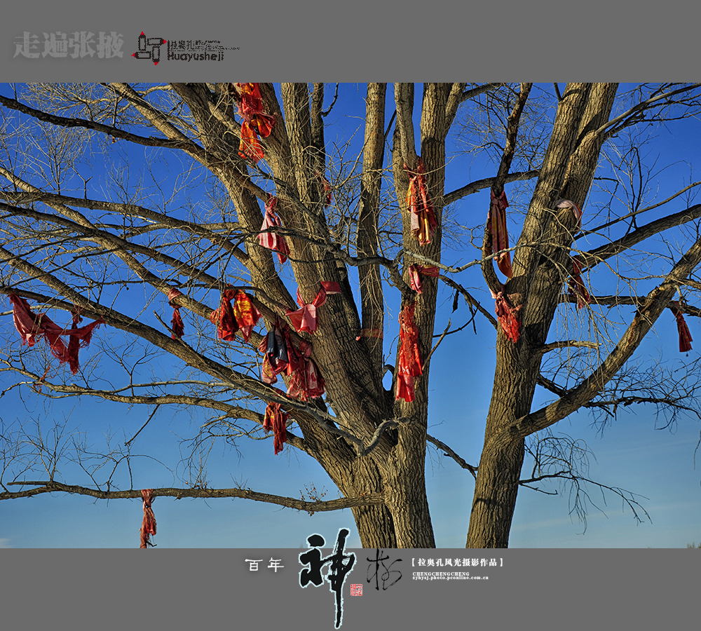 百年神树走遍张掖四十五
