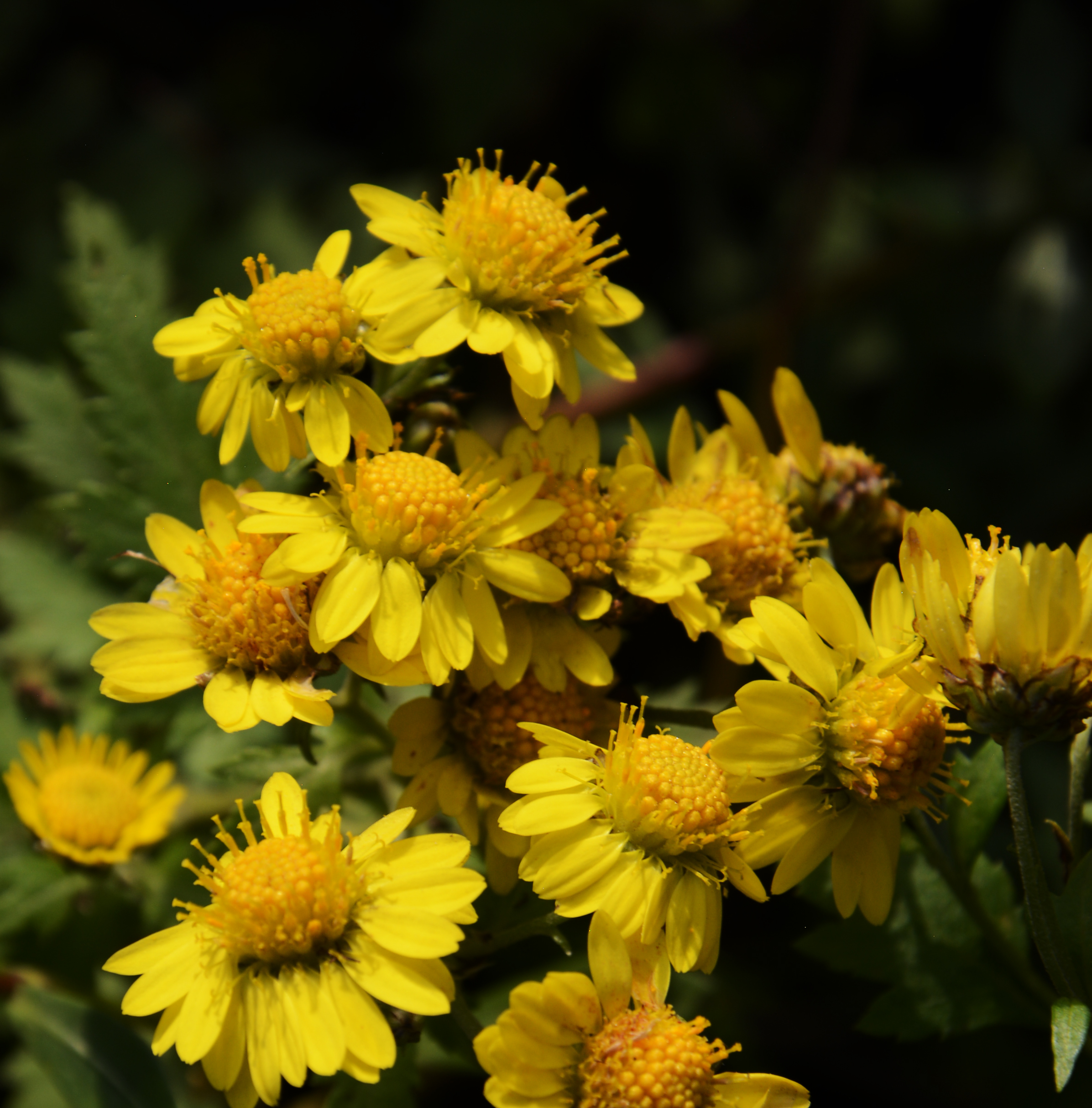 山菊花