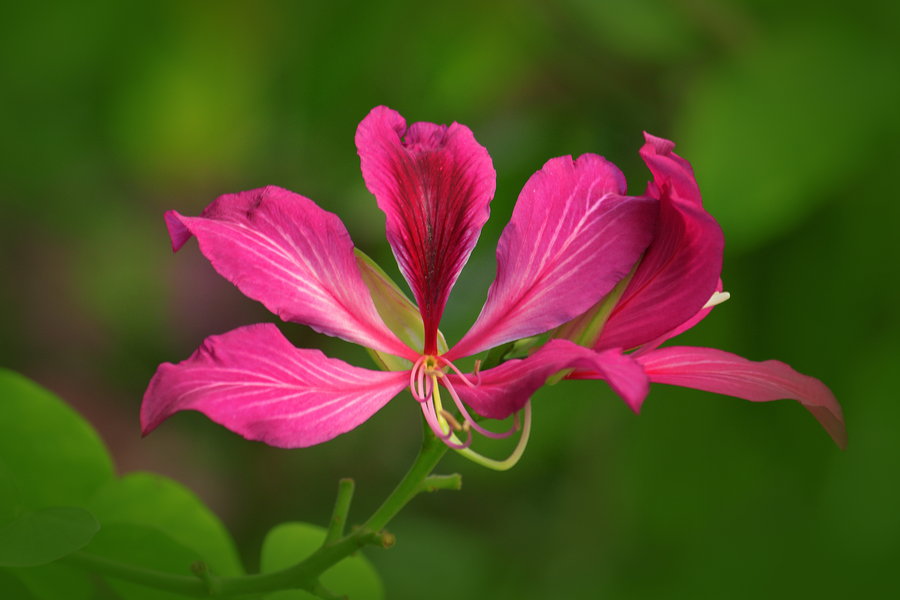 紫荆花