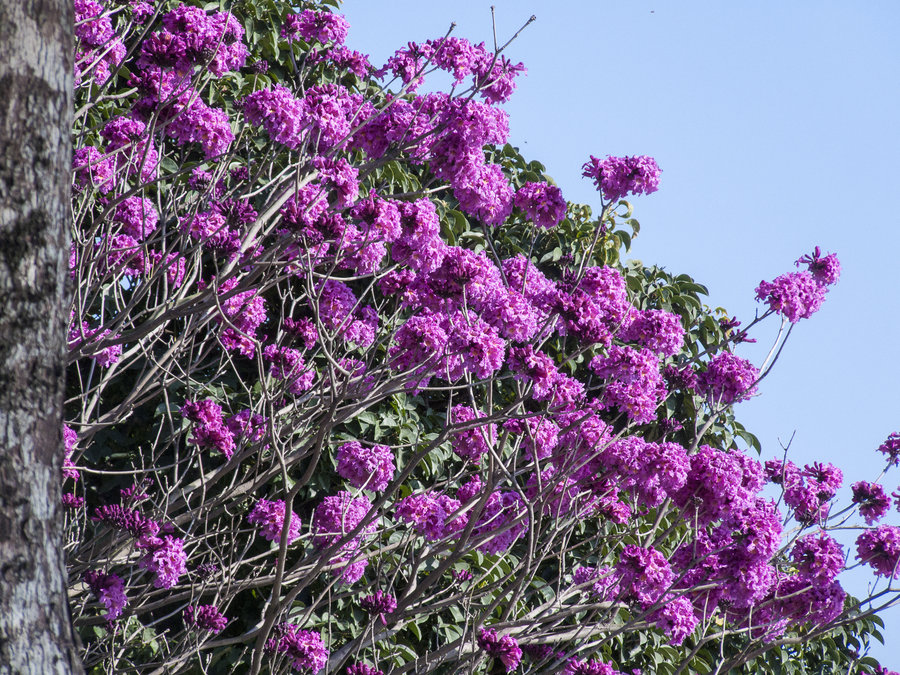 紫花风铃木