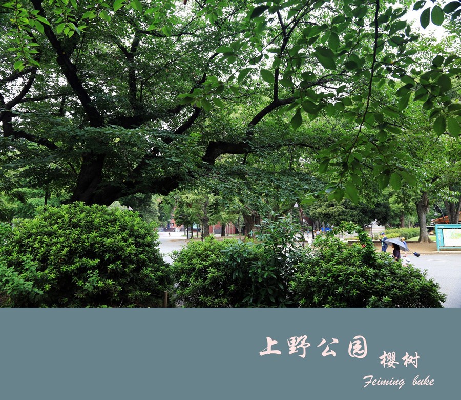 【上野公园樱树摄影图片】东京生态摄影