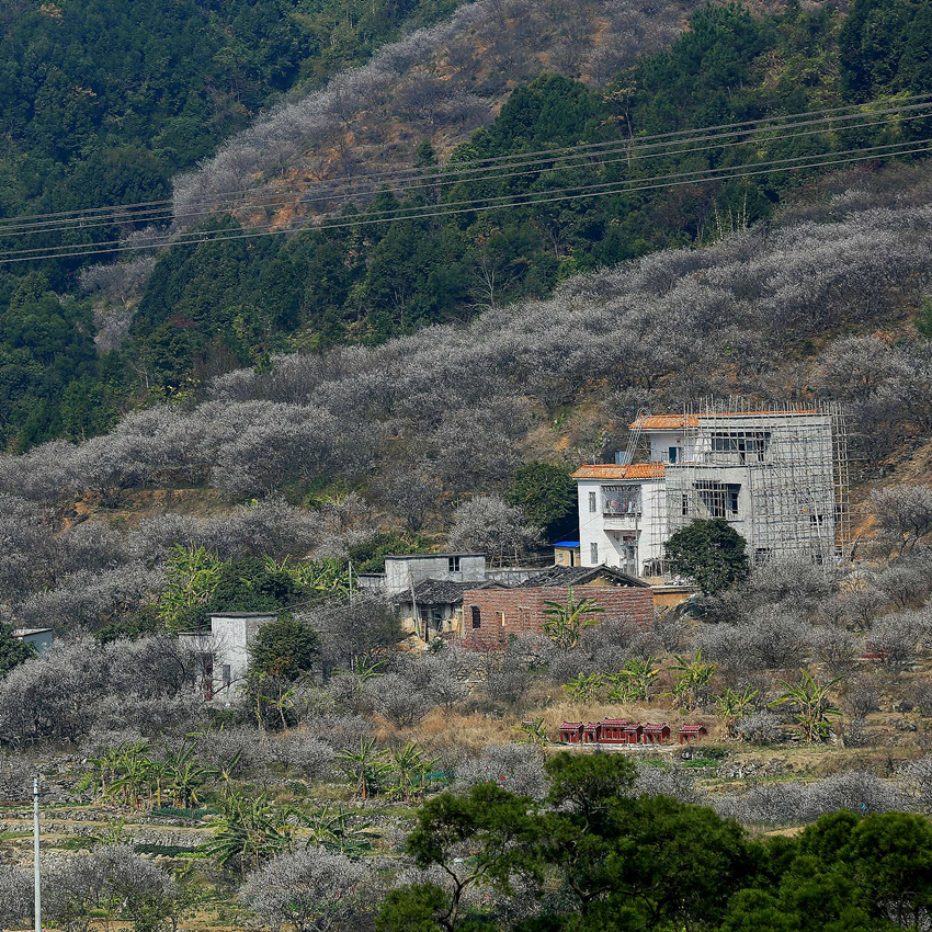 行摄陆河剑门梅园