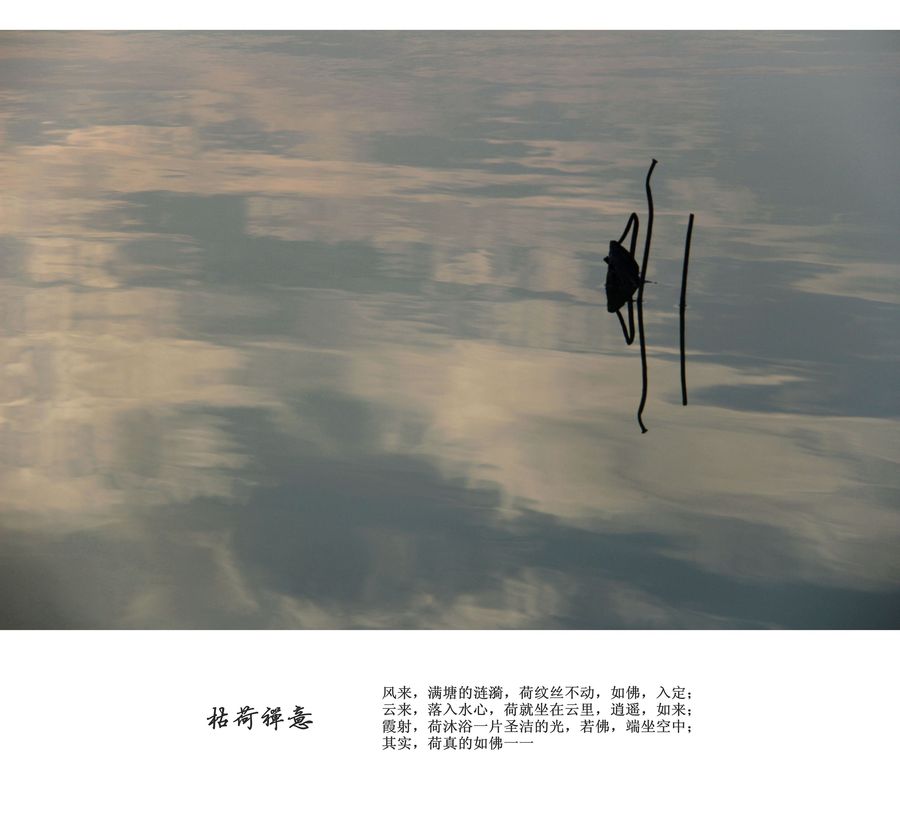 【枯荷禅意摄影图片】丽景湖生态摄影_太平洋电脑网