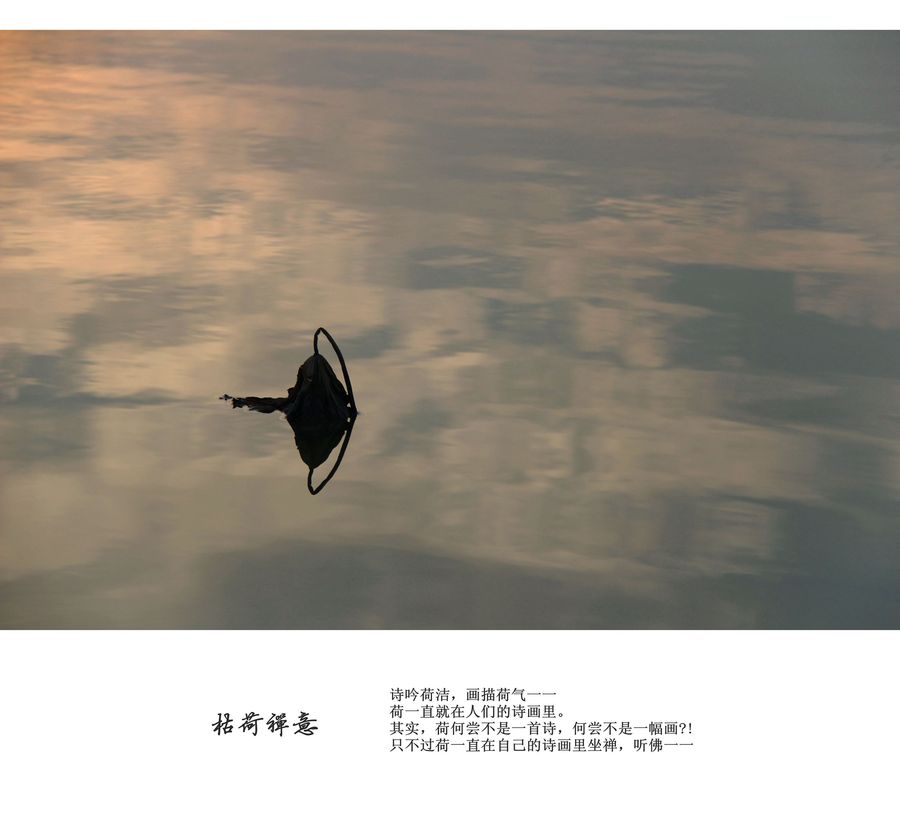 【枯荷禅意摄影图片】丽景湖生态摄影_太平洋电脑网