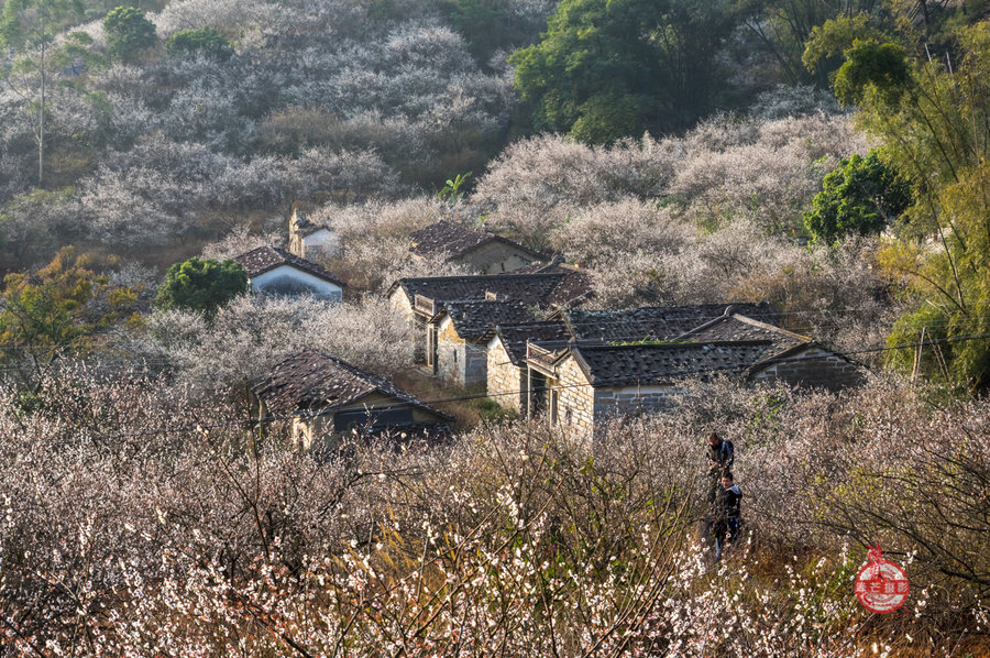 梅花普宁善德村