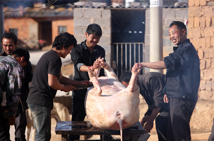 实拍苗村吃"杀猪饭"喝"牛角酒"