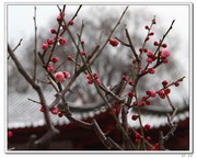 梅花傲雪绽放
