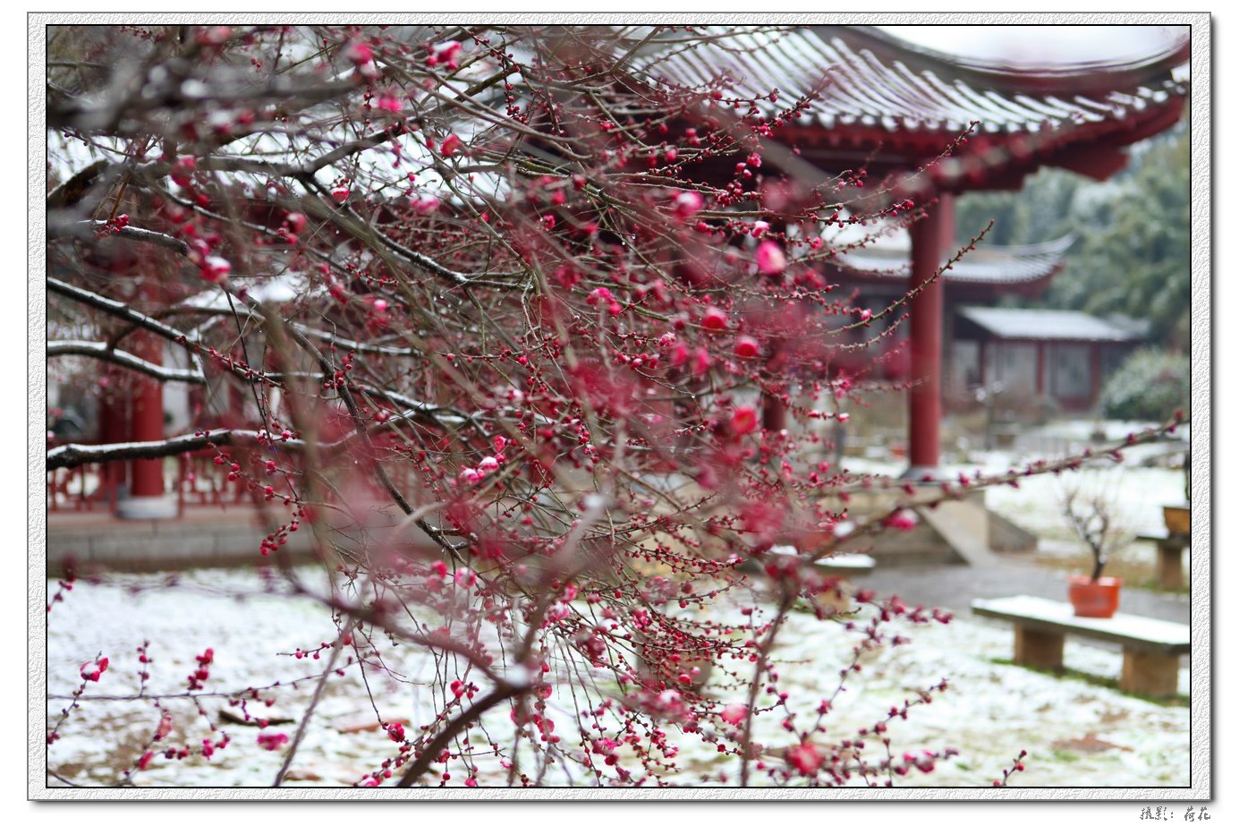 梅花傲雪绽放