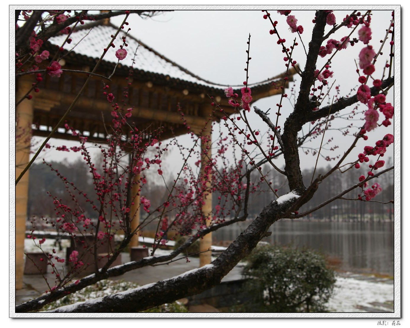 梅花傲雪绽放