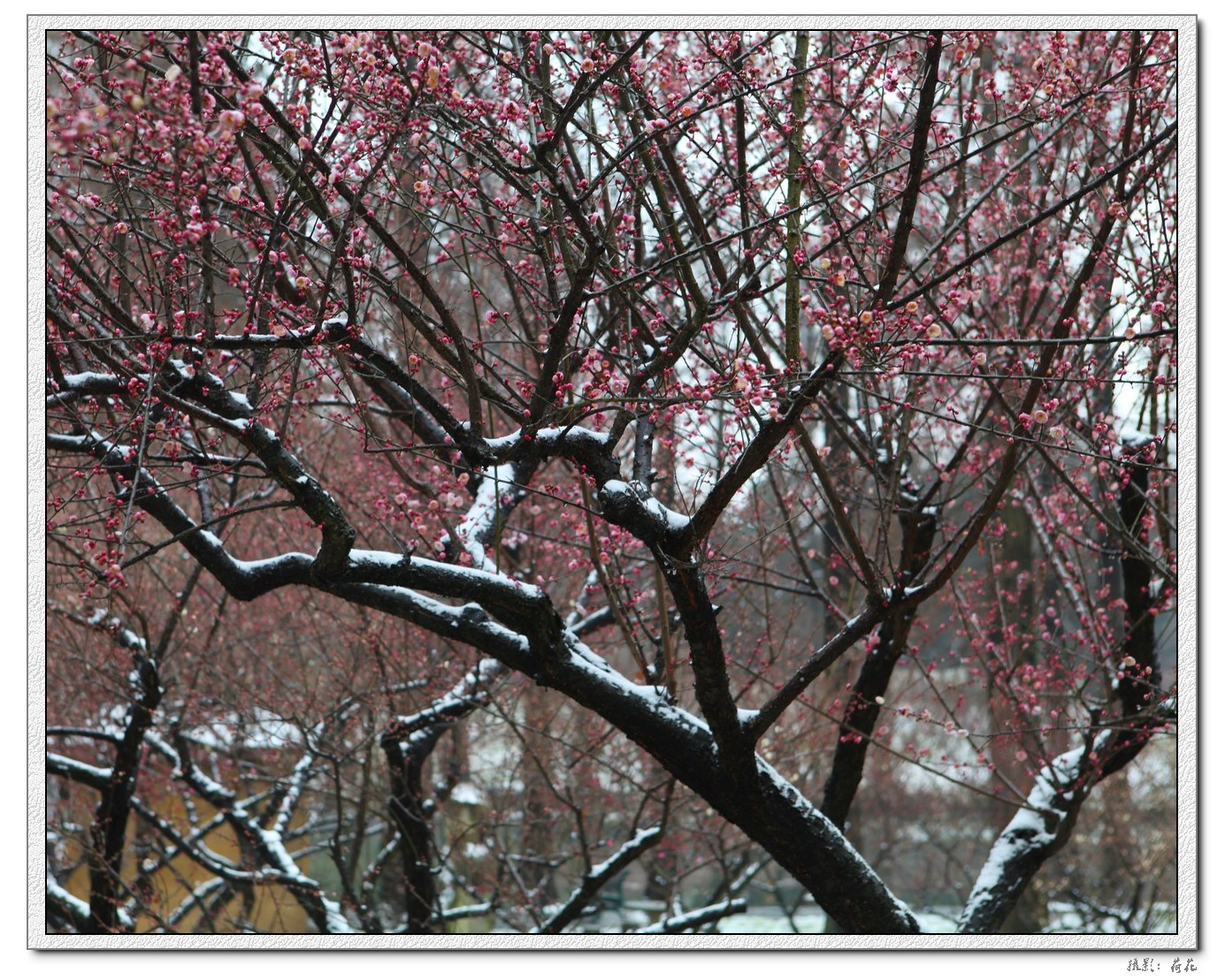 梅花傲雪绽放