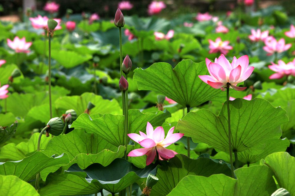 一池荷花惹人怜