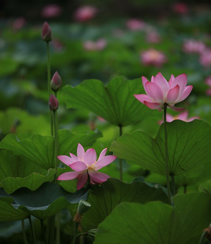 一池荷花惹人怜