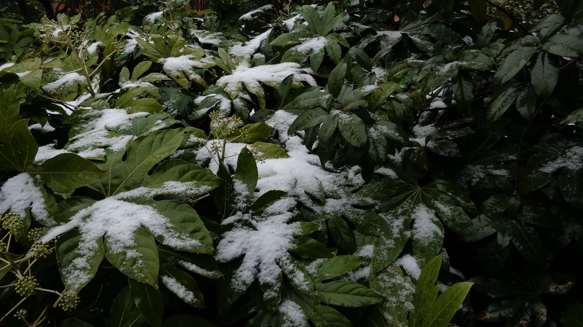 瑞雪兆丰年