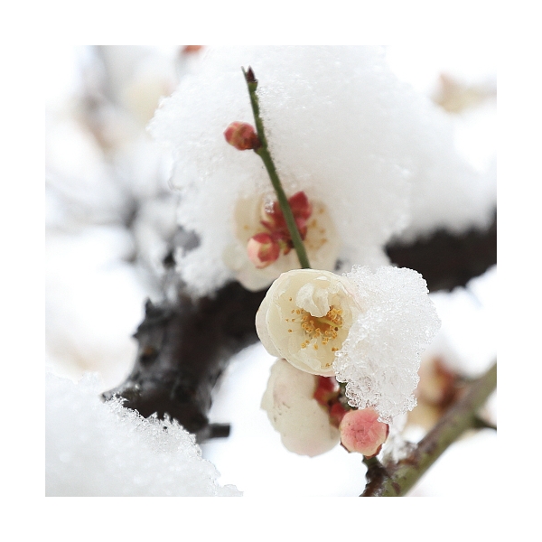 傲雪寒梅