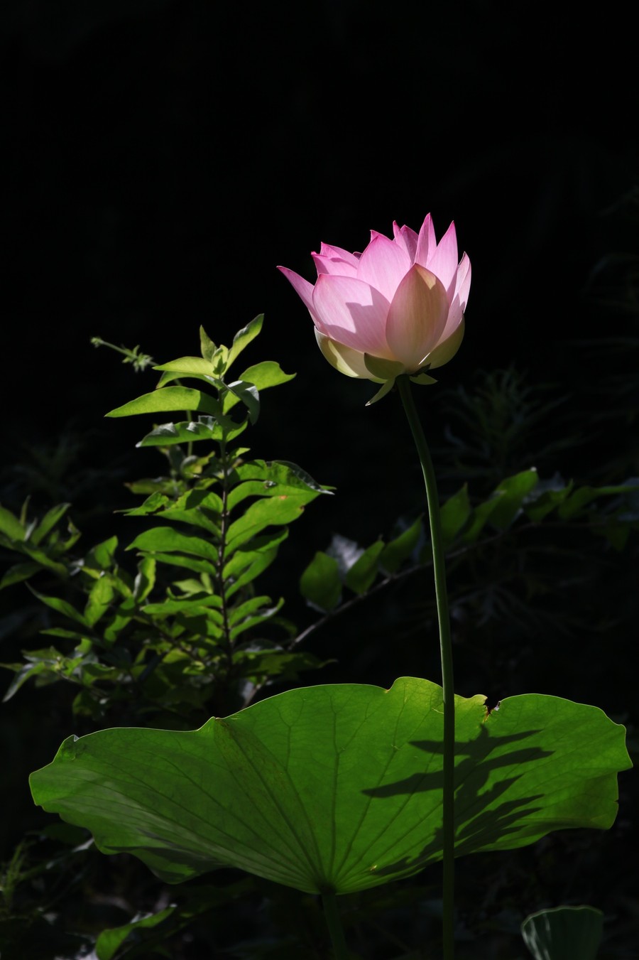花草