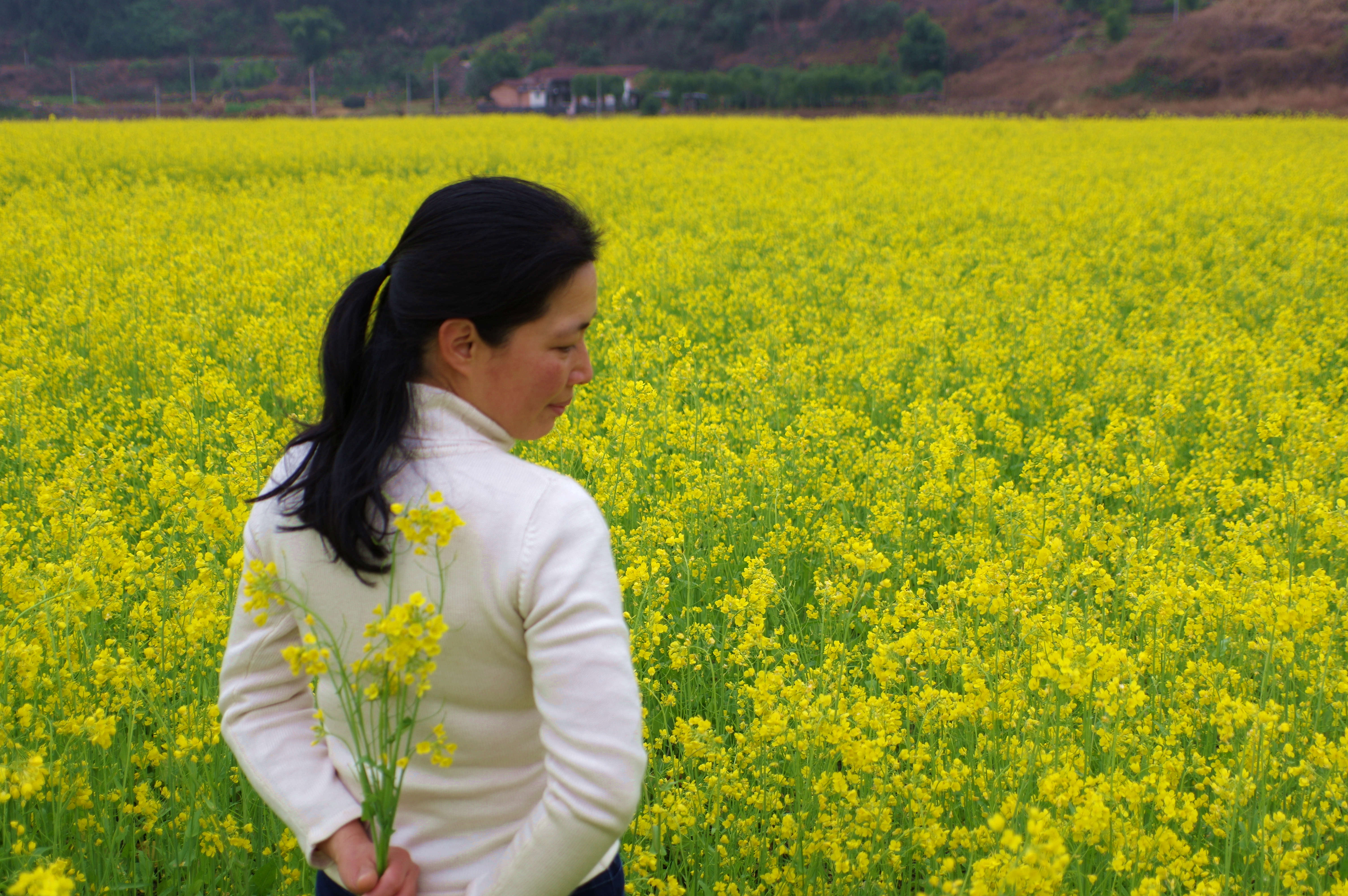 又是油菜花香时