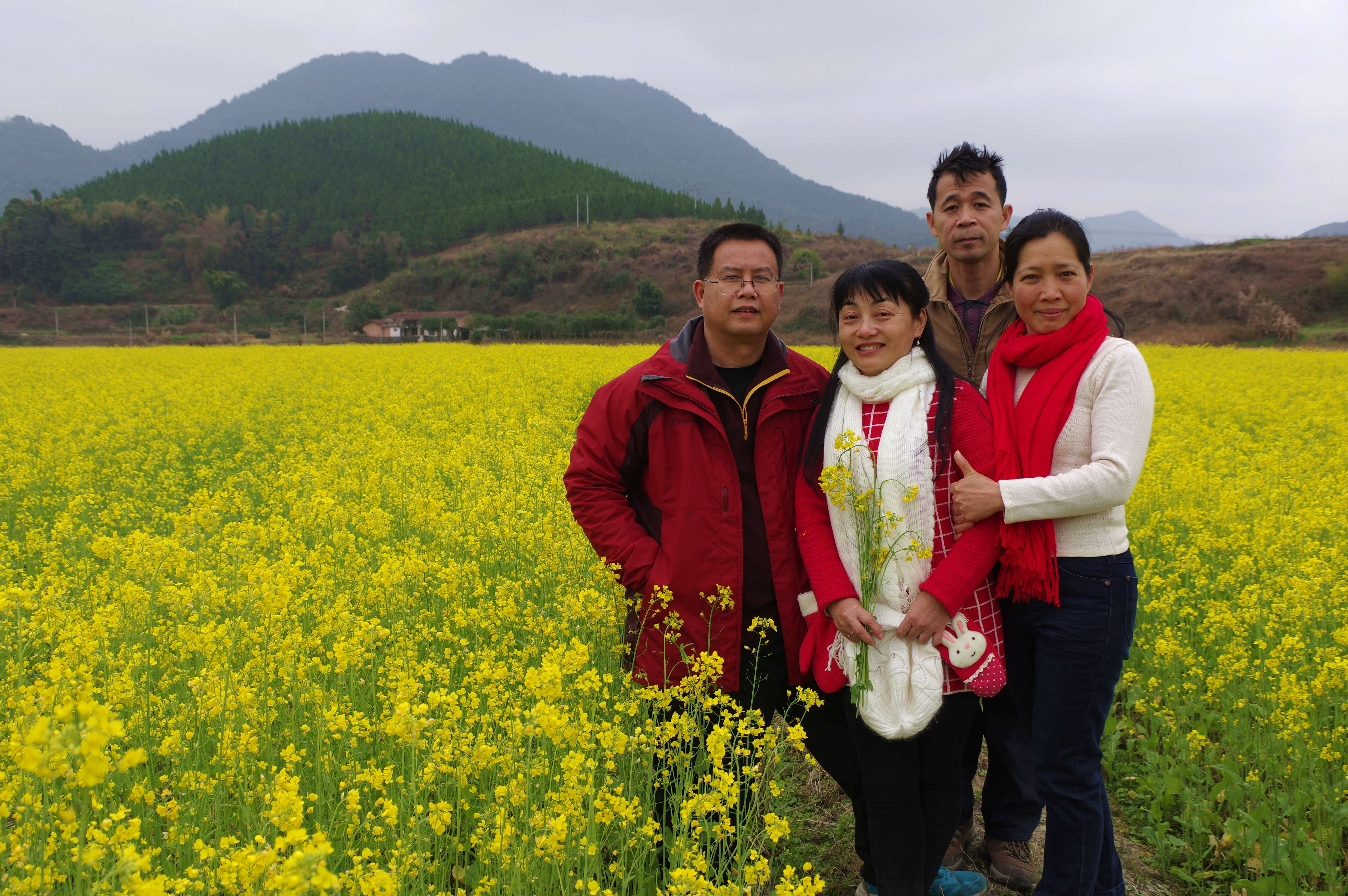 又是油菜花香时