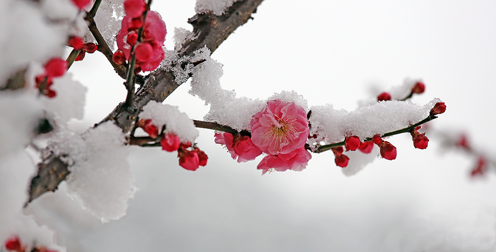 踏雪寻梅