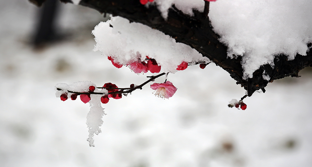 踏雪寻梅