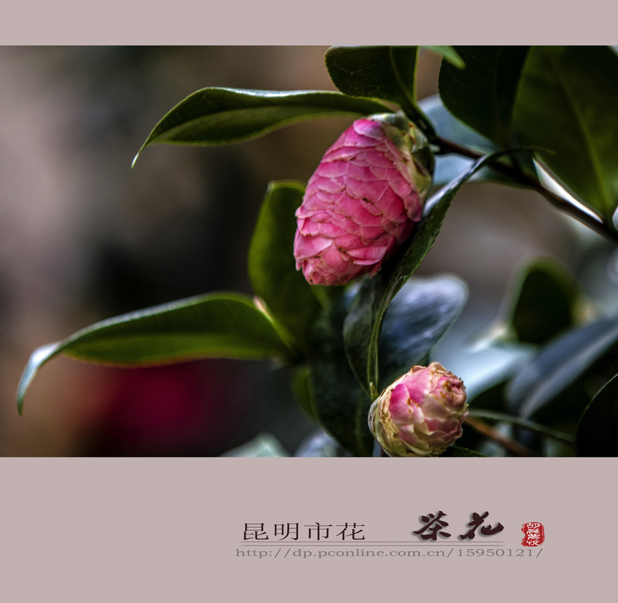 【昆明市花[茶花]摄影图片】昆明园艺博览园生