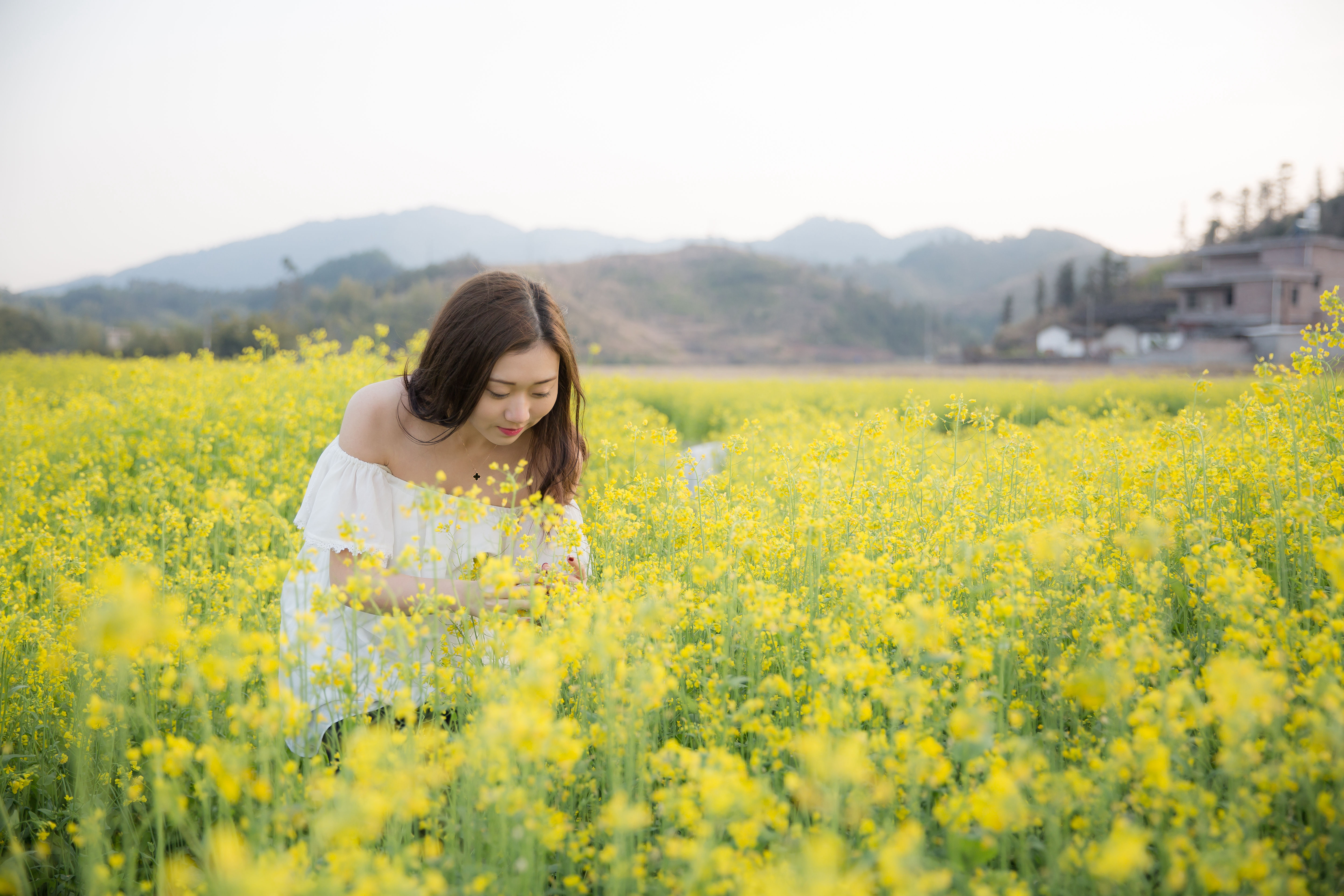 油菜花香