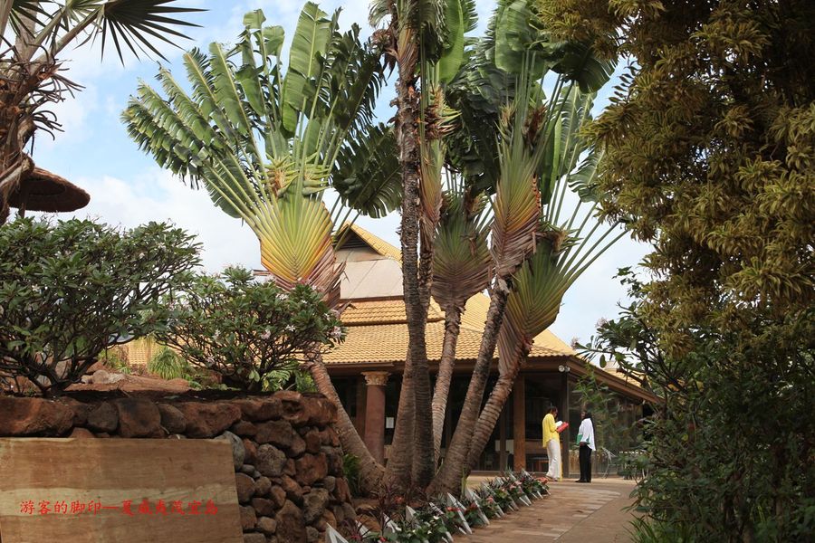 【茂宜岛热带植物园-美国夏威夷茂宜岛摄影系