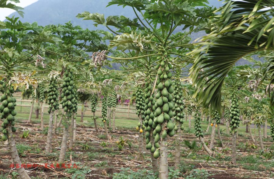 【茂宜岛热带植物园-美国夏威夷茂宜岛摄影系