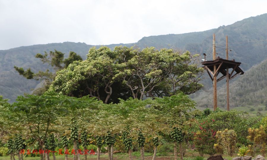 【茂宜岛热带植物园-美国夏威夷茂宜岛摄影系