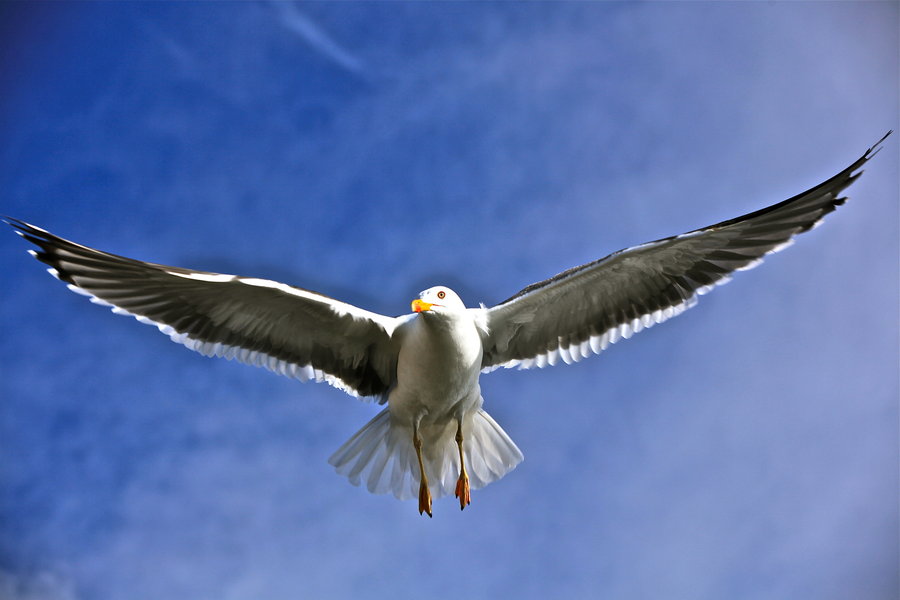 【冰岛白头红嘴海鸥摄影图片】生活摄影