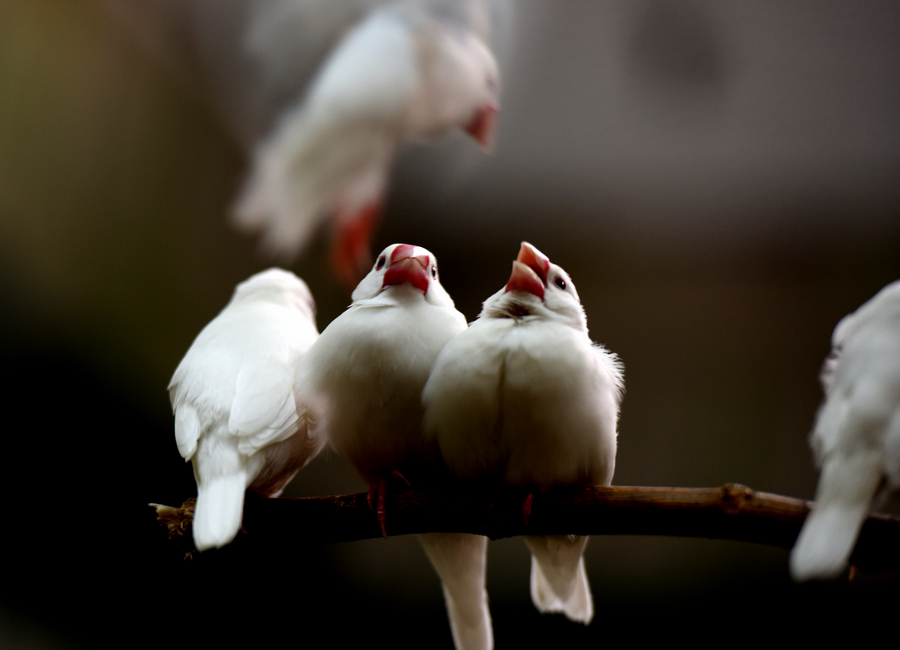 【我是一只小小鸟摄影图片】上海动物园生态摄