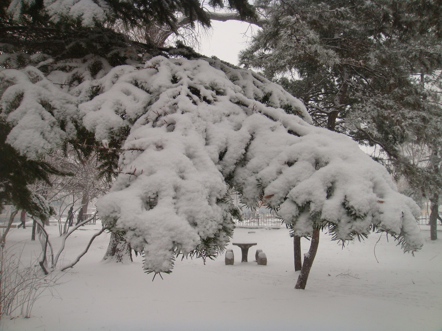 傲雪青松