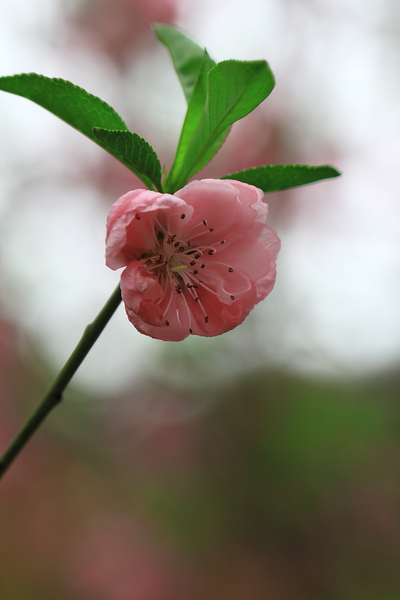 醉美桃花