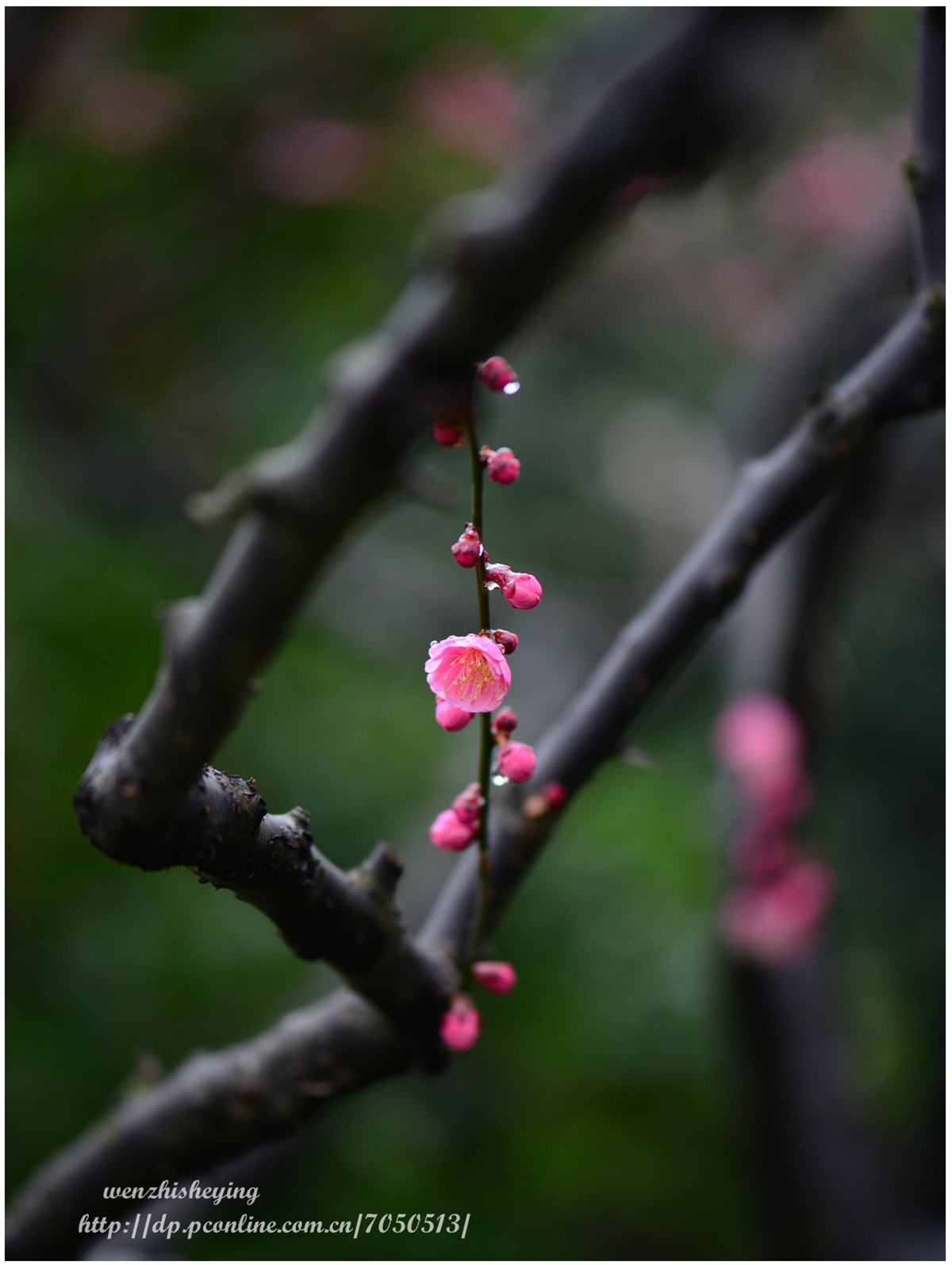 雨中梅花绽放