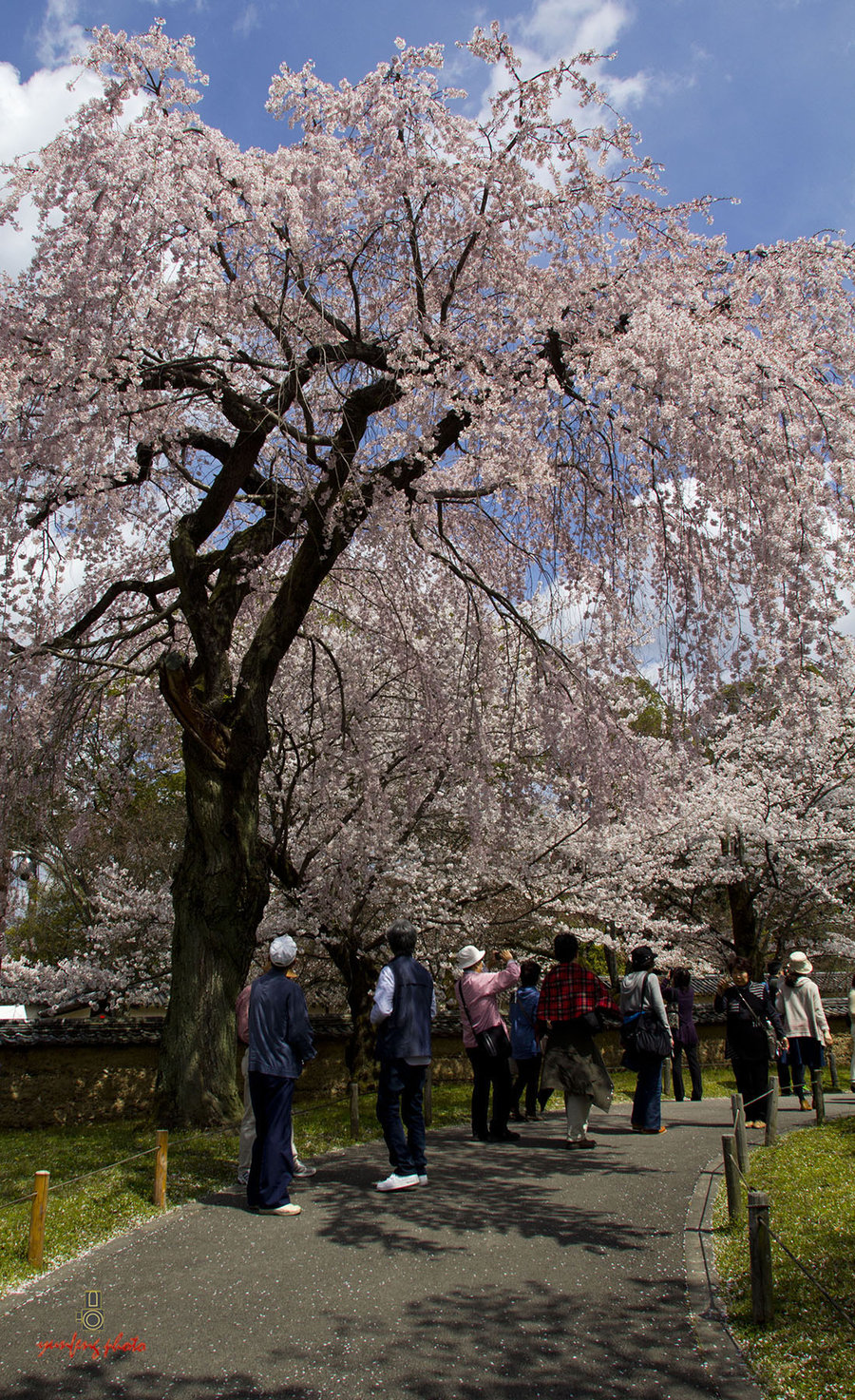 在那樱花盛开的地方—醍醐寺