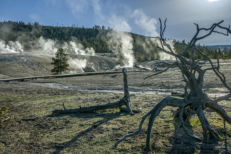 【15美国-生命之树伫立喷泉盆地摄影图片】美