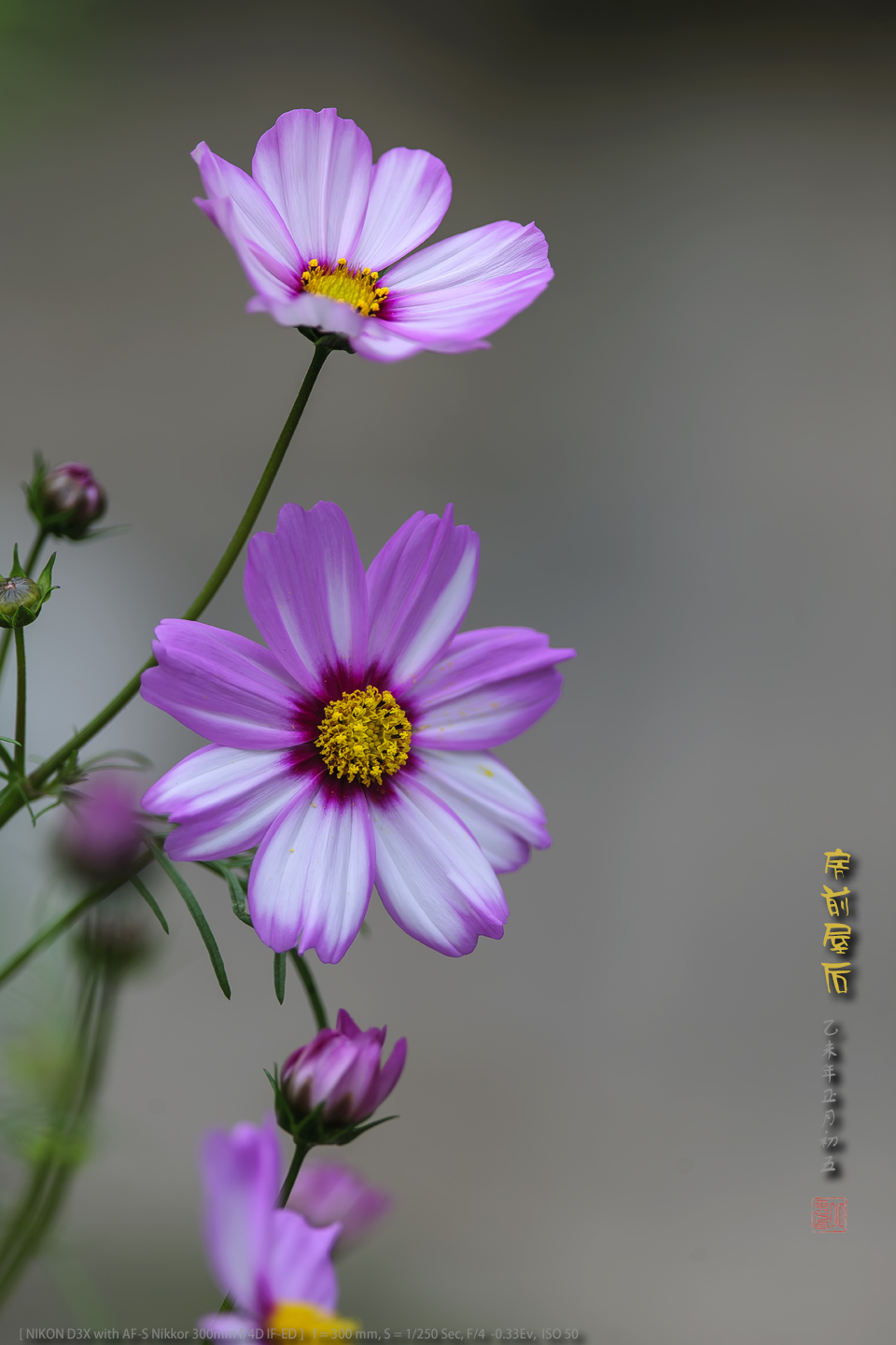 美丽的格桑花