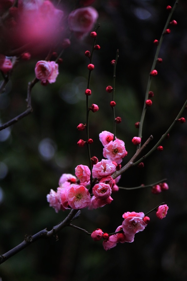 梅花知苦寒