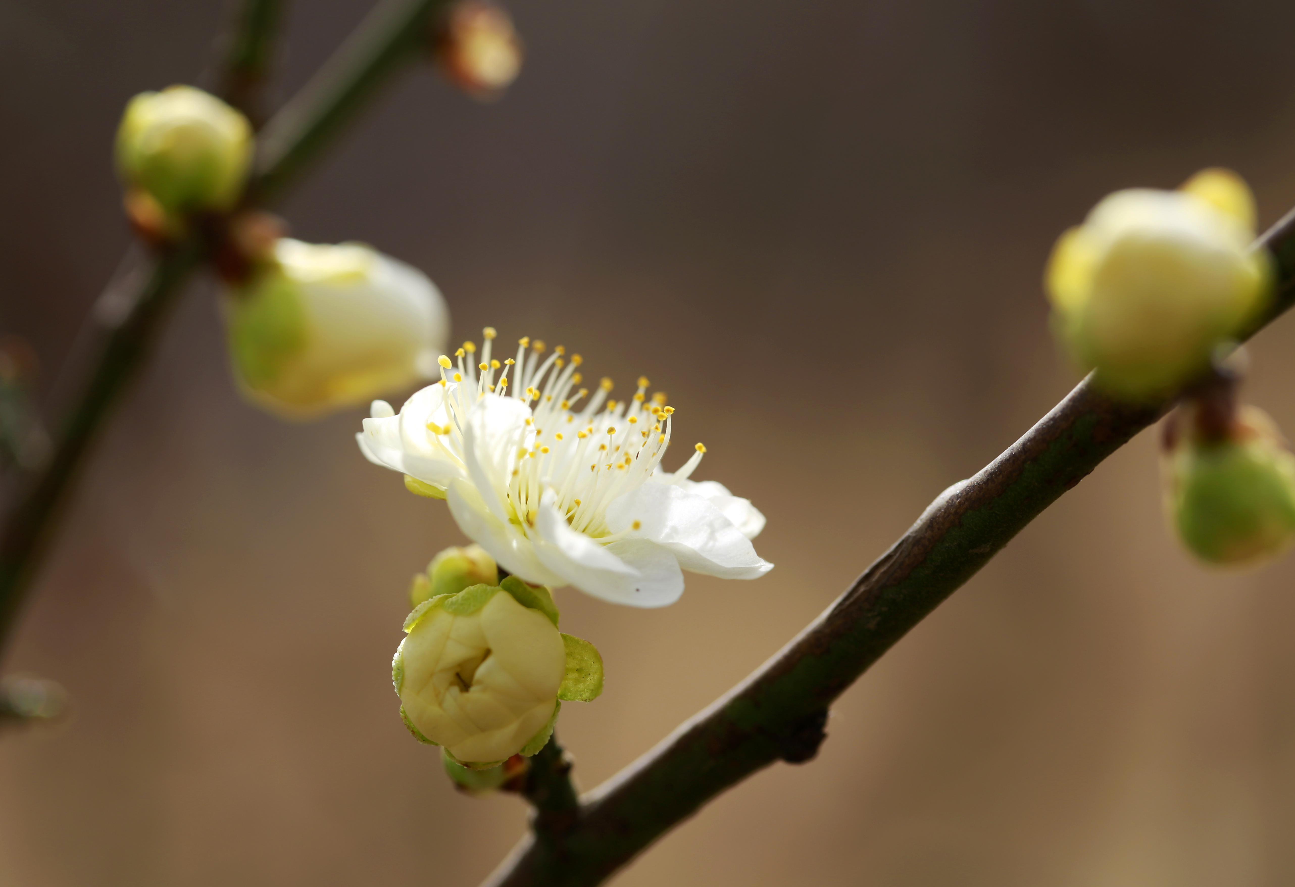 白梅花