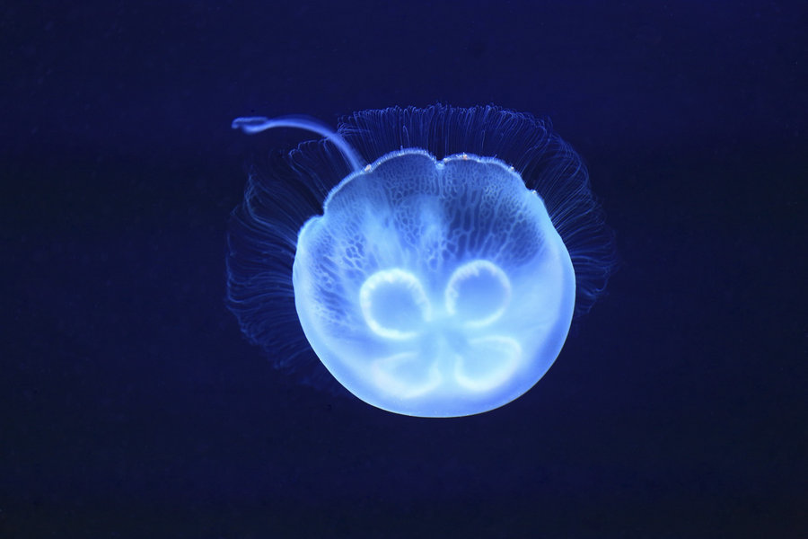 【海精灵--水母摄影图片】生活摄影