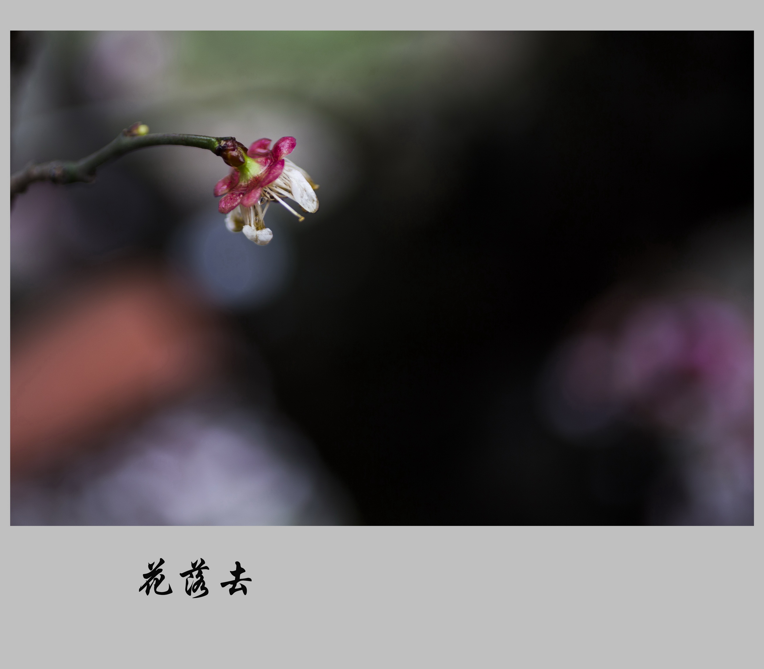 【花开花落摄影图片】浙江生态摄影_行摄廊_太平洋电脑网摄影部落