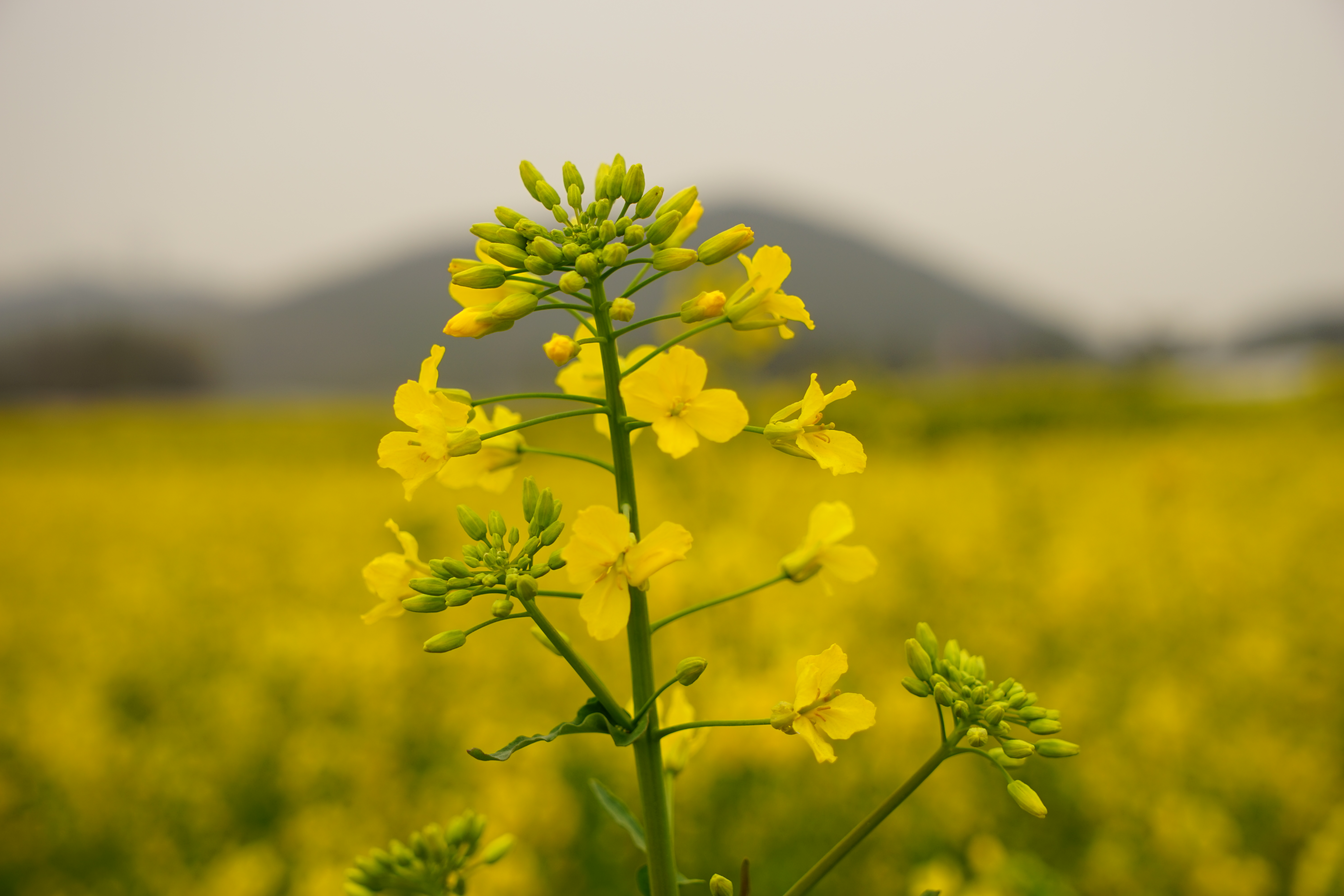 油菜花开
