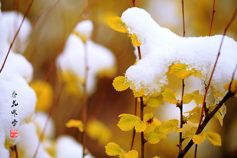 春花寒雪