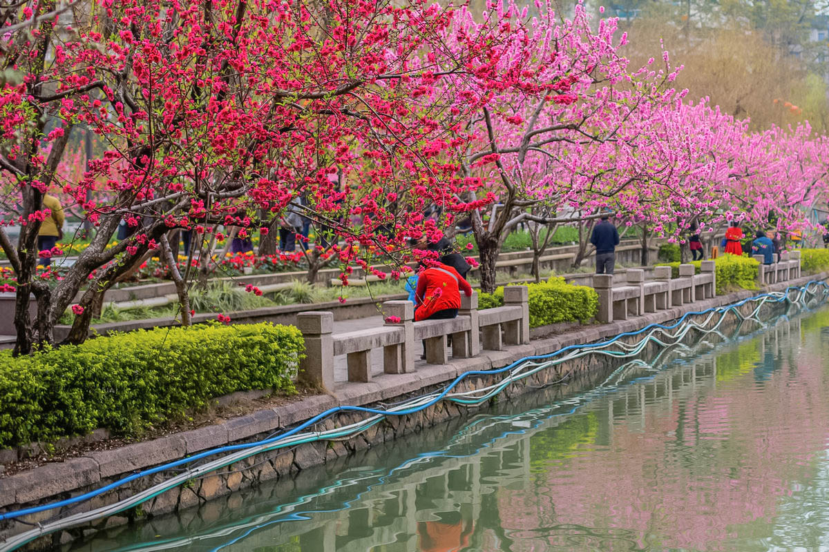 三月天——桃花春语