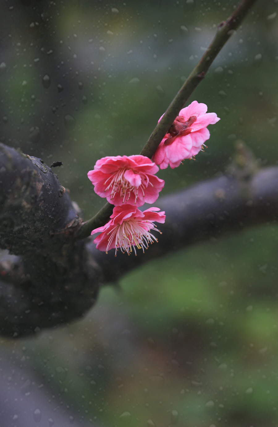 雨中红梅