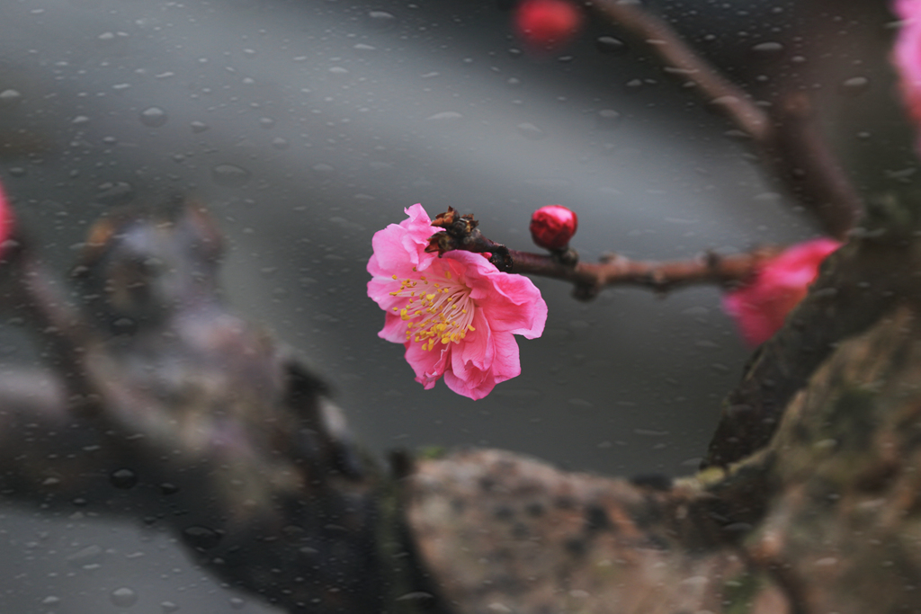 雨中红梅