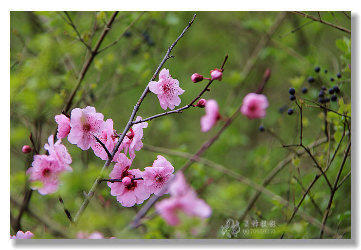 2015的春花烂漫